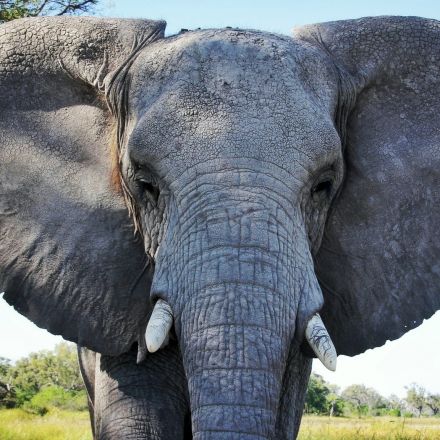 Tories’ failure to halt ivory trade ‘risks extinction of elephants’