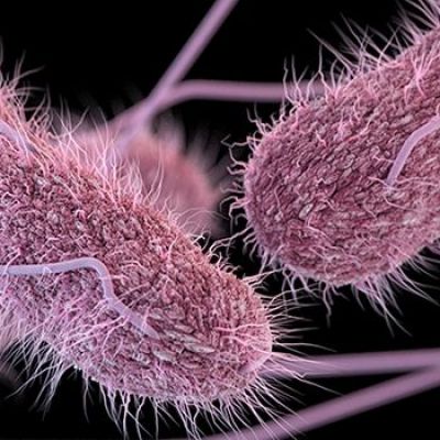 Diarrhea-causing Salmonella can be weaponized to flush out cancer