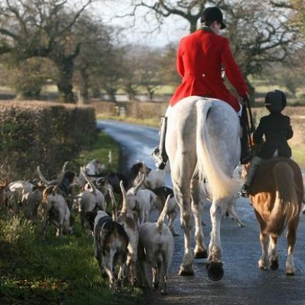 Hunting ban backed by 84% of voters, poll finds