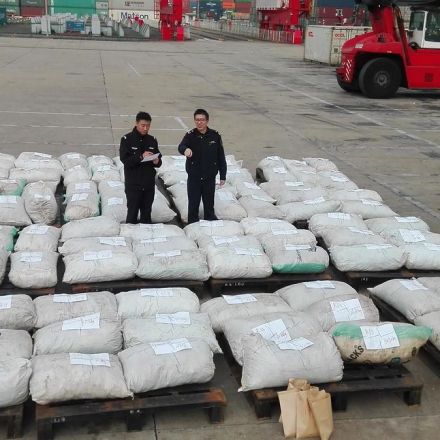 China Announces Its Largest-Ever Seizure Of Trafficked Pangolin Scales