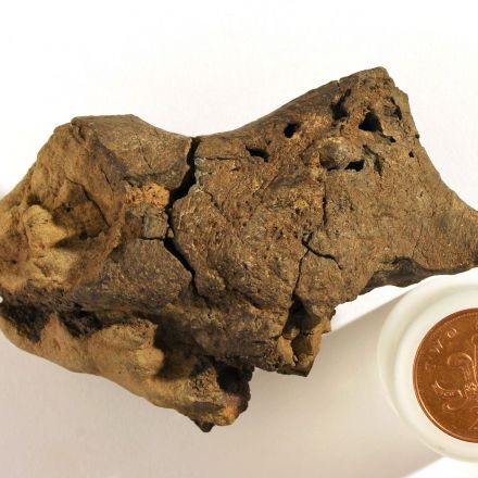 First Known Dinosaur Brain Fossil Discovered