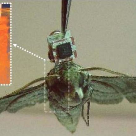 DARPA Just Released 88 Pages of Research on Cyborg Insect Sentinels
