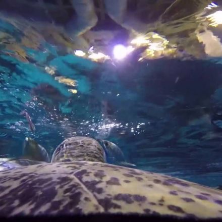 GoPro video of giant green sea turtle at Audubon Aquarium
