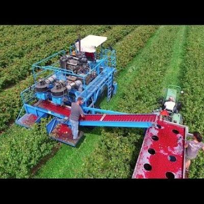 Red & Black Currant Harvester