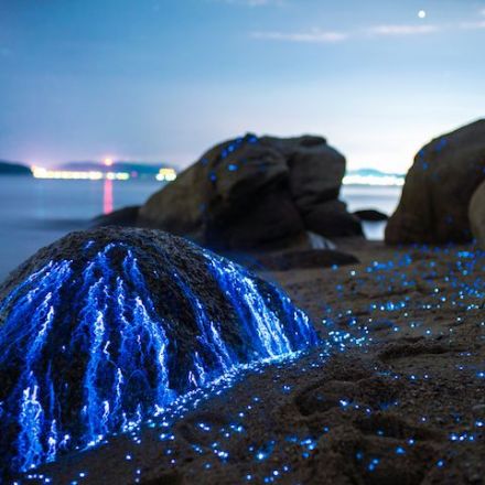These Rocks Aren't Covered with Glow Stick Liquid, Just Bioluminescent Shrimp