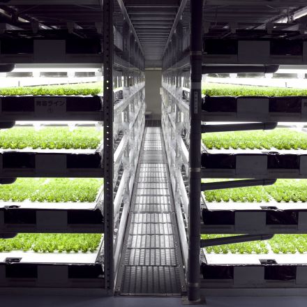The world's first robot-run farm will harvest 30,000 heads of lettuce daily