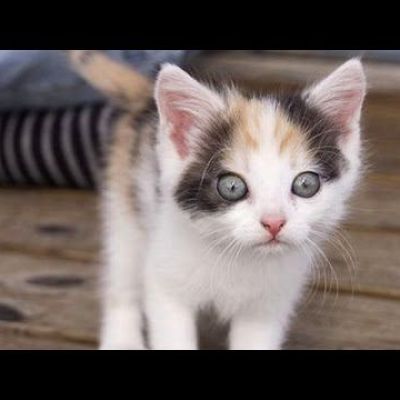 Kittens see / do things for the first time
