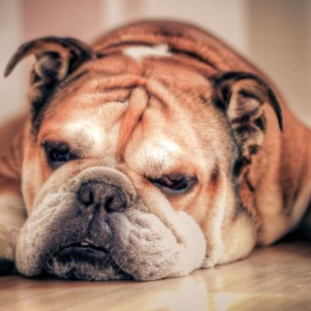 English Bulldogs Have Reached a Genetic Dead End