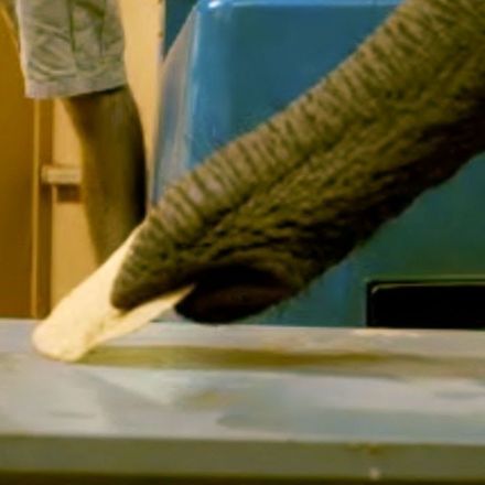 How an elephant's trunk can be so strong and so gentle