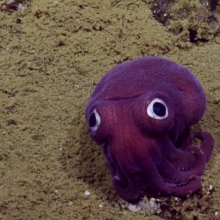 Googly-eyed Stubby Squid