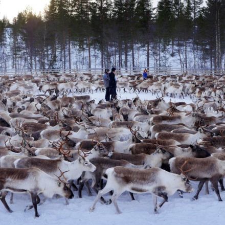 Something strange has happened to reindeer 30 years after Chernobyl