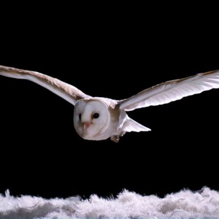 How Does An Owl Fly So Silently? - Super Powered Owls