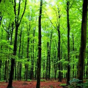 Trees talk to each other and recognize their offspring