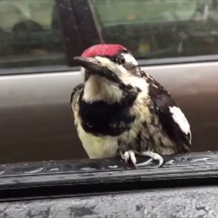 Woodpecker hitches ride through Chicago