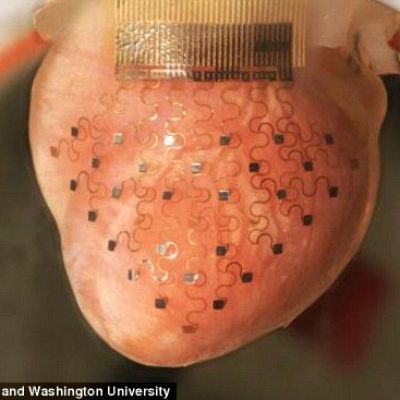 Membrane that can keep heart pumping forever, prevent heart attacks.