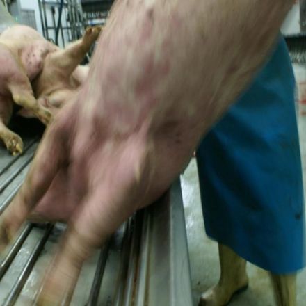 Animal Rights denounces cruelty to pigs in Tielt abattoir (Belgium)