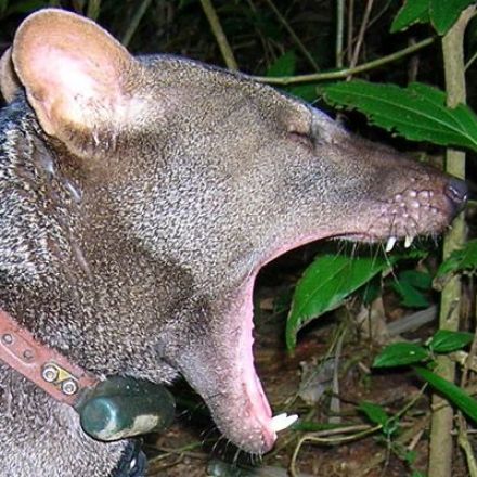 Short-eared dog? Uncovering the secrets of one of the Amazon's most mysterious mammals