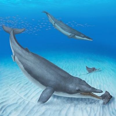 Ancient whale tells tale of when baleen whales had teeth
