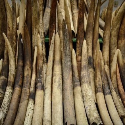 Kenya to destroy largest ever ivory stockpile