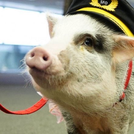 To help airport passengers deal with anxiety San Francisco airport has hired the first therapy Pig.