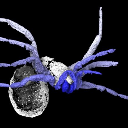 305 million-year-old ‘early spider’ fossil discovered