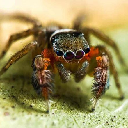 Fifty new species of spider discovered in far north Australia