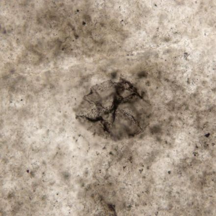 Geologist uncovers 2.5 billion-year-old fossils of bacteria that predate the formation of oxygen