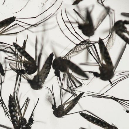While Brazil Was Eradicating Zika Mosquitoes, America Made Them Into Weapons