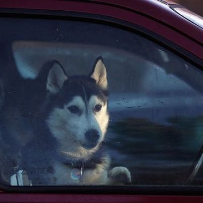 New law allows Californians to rescue pets from hot cars