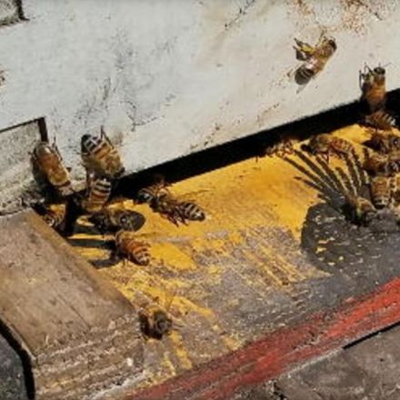 Calif. man accused of stealing nearly $1M worth of bees