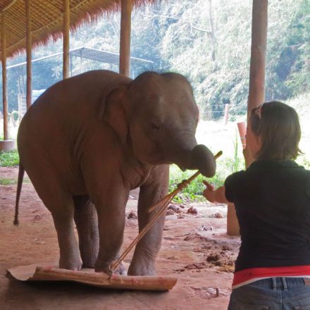 Elephants pass test with ‘profound implications’ for their intelligence