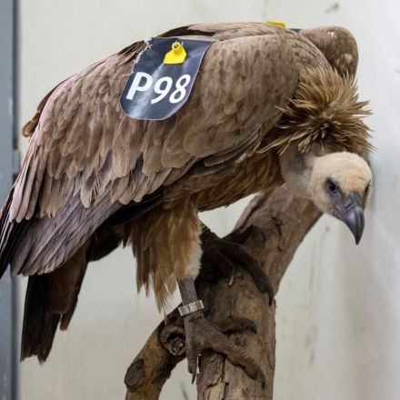Vulture Returned to Israel After Bird Is Cleared of Spying