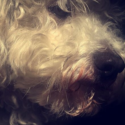 Photo of a dog looks like an oil painting