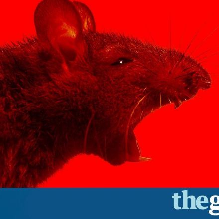 Man v rat: could the long war soon be over? | Jordan Kisner
