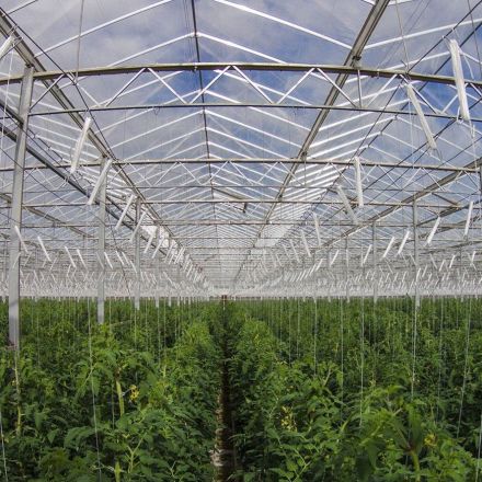 Australian desert farm grows 17,000 metric tons of vegetables with just seawater and sun