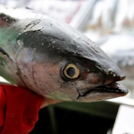 WTO lets Mexico slap trade sanctions on U.S. in tuna dispute
