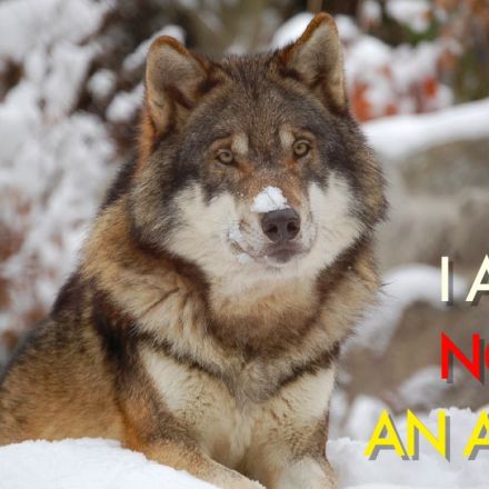 Why Everything You Know About Wolf Packs Is Wrong