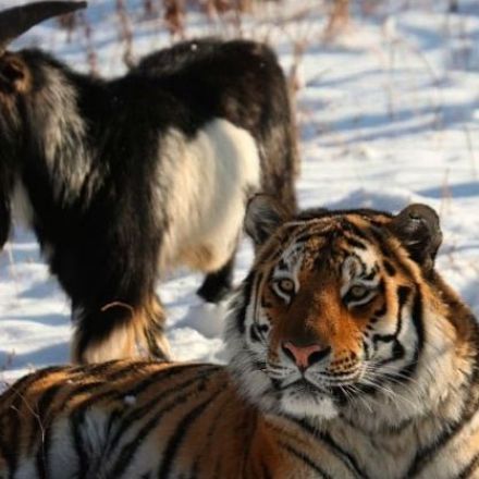 Russian Lawyer Claims Coverage of Tiger-Goat Friendship Is 'Gay Propaganda'