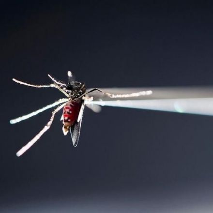 Kremsner: New malaria vaccine is '100 percent protective'