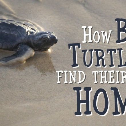How Baby Turtles Find Their Way Home