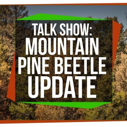 Mountain Pine Beetle Update: SciShow Talk Show