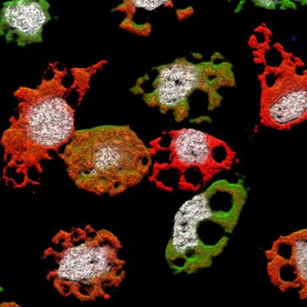 New Virus Breaks The Rules Of Infection