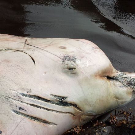 Mysterious New Whale Species Discovered in Alaska