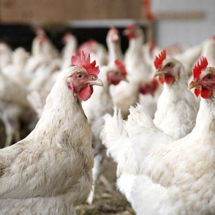New evidence shows how bacterium in undercooked chicken causes GBS