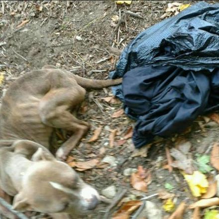 Philadelphia Officer Arrested Over Dog Found in Trash Bag