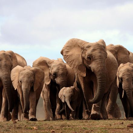 Elephants are now being born without tusks because of poaching