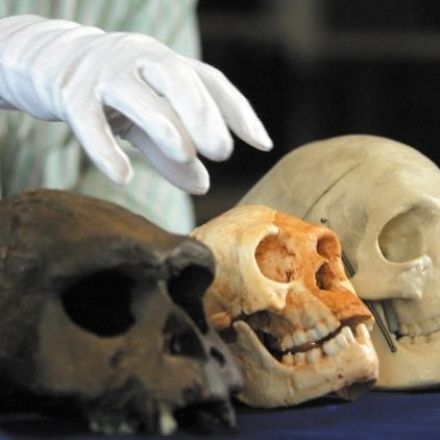 Human evolution: Small remains still pose big problems