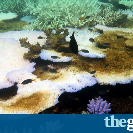 Great Barrier Reef at 'terminal stage': scientists despair at latest coral bleaching data