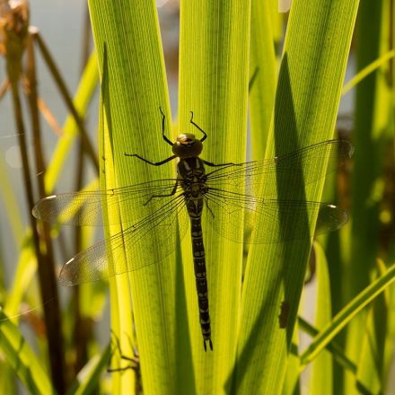 Female dragonflies fake sudden death to avoid male advances