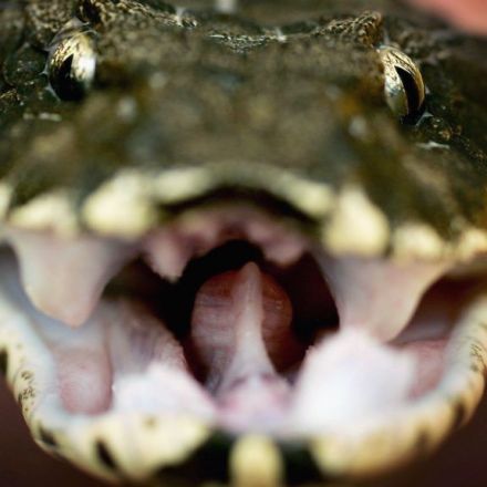 Can science rob snakes of their deadliest weapon?